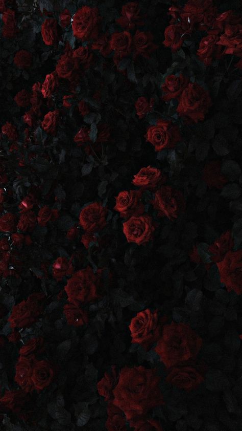 Wallpapers Roses, Roses In The Garden, Whats Wallpaper, Dark Red Roses, Flower Background Images, Dark Red Wallpaper, Rosé Aesthetic, Dark Flowers, Black Roses