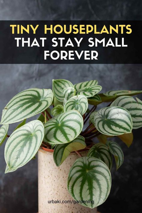 Today is all about tiny plants! All of these plants are slightly larger than when purchased, but they are actively growing. Small houseplants are the perfect addition to any living space, whether you want to brighten up a one-bedroom apartment or your small room is bursting with beautiful greenery. If you are looking for plants that can fit in the smallest spaces, you should add the following to your wish list! Cryptanthus bivittatus "Pink Star", Pilea grandifolia... Cryptanthus Bivittatus, Small Houseplants, Small House Plants, Easy House Plants, Peperomia Plant, Household Plants, Short Plants, Root Rot, Chinese Money Plant