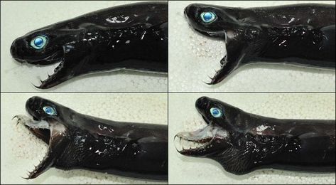 The viper dogfish is a rare species of shark that resides deep in the ocean. They eject their jaws out of their mouth to catch prey. : r/oddlyterrifying Dogfish Shark, Deep Sea Sharks, Marvel Comic Book Characters, Goblin Shark, Badass Pictures, Types Of Sharks, Species Of Sharks, Deep Sea Creatures, Rare Species