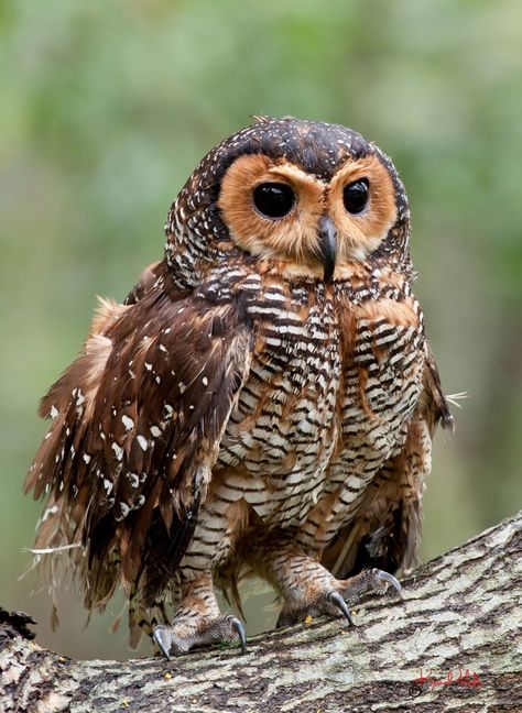 malaysian wood owls | ... BIRDS - Malaysia birds paradise: The Spotted Wood Owl (Strix seloputo Owl Species, Saw Whet Owl, Awesome Owls, Felt Owls, Wood Owls, Owl Photos, Owls Drawing, Owl Pictures, Gray Owl