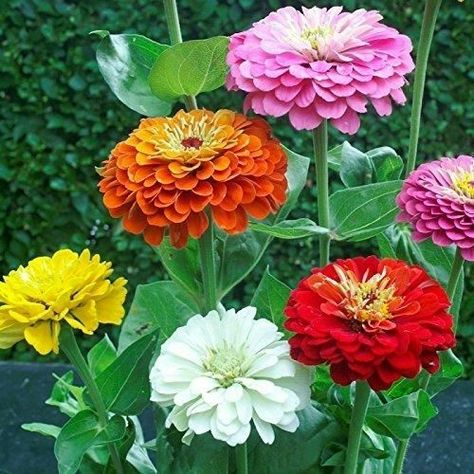 Flower Life Cycle, Zinnia Seeds, Zinnia Garden, Zinnia Flower, Zinnia Elegans, Peony Root, Amaryllis Bulbs, Fall Bulbs, Zinnia Flowers