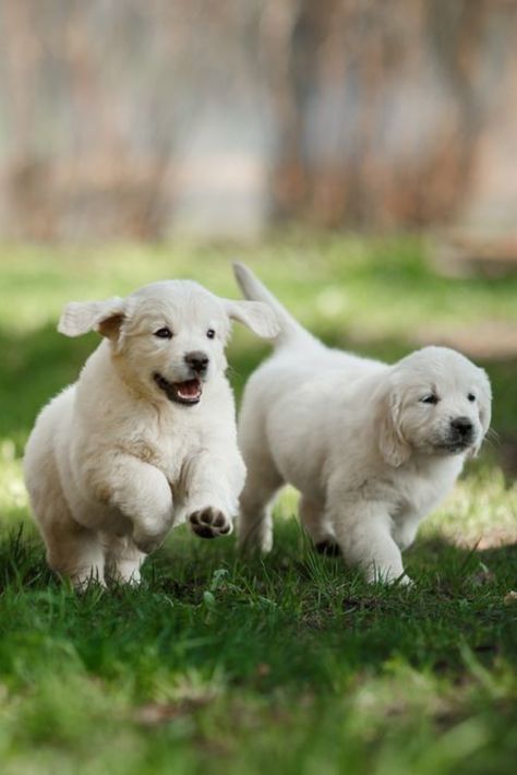 Golden Retriever Running, Cute Puppies Golden Retriever, Cute Golden Retriever Puppy, Puppy Dog Pictures, Cute Golden Retriever, Dog Photoshoot, Dog Photograph, Puppy Play, Puppy Photos