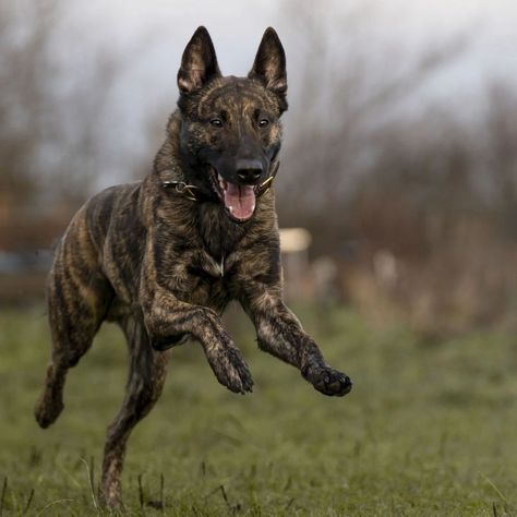 Dutch Shepherd Aesthetic, Animal Knowledge, Ranch Animals, Dutch Shepherd Dog, Dutch Shepherd, Belgian Malinois Dog, All Breeds Of Dogs, Malinois Dog, Farm Dogs