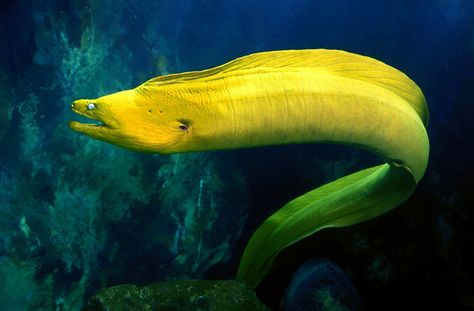 Did you know the green moray is actually brown? The yellow tint of the mucus that covers its body, in combination with the drab background color, gives the fish its namesake green color Electric Eel, Moray Eel, Underwater Animals, Deep Sea Creatures, Water Animals, Aquatic Animals, Ocean Creatures, Marine Animals, Ocean Animals