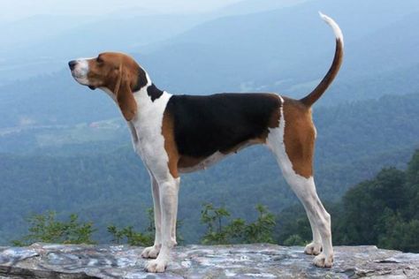 Treeing Walker Coonhound Walker Hound, Foxhound Dog, Hound Dog Breeds, Walker Coonhound, Treeing Walker Coonhound, American Foxhound, Hound Breeds, Akc Breeds, Bluetick Coonhound