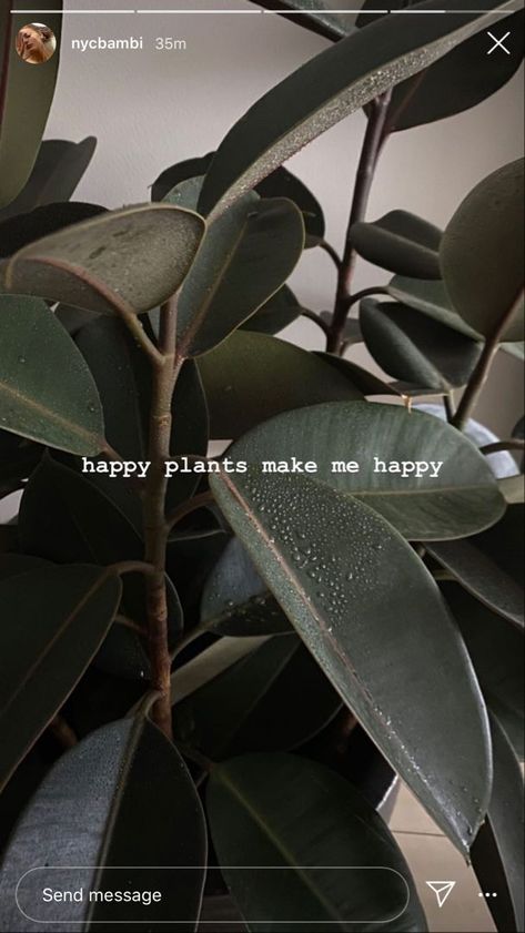 happy plants make me happy Plant Instagram, Sunset Quotes Instagram, Instagram Picture Quotes, Instagram Inspiration Posts, Story Ideas Pictures, Aesthetic Lifestyle, Cool Instagram, Plant Aesthetic, Instagram My Story