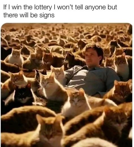 When I Win The Lottery Funny, Cat Memes Funny, Random Cat, Therapy Cat, Cute Cat Memes, Loving Animals, Memes Lol, Silly Cats Pictures, Silly Animals