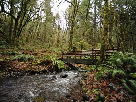 Oregon Hiking Trails, Corvallis Oregon, Oregon Life, Oregon Hikes, Oregon Living, Oregon Photography, Temperate Rainforest, Forest Trail, Oregon Travel