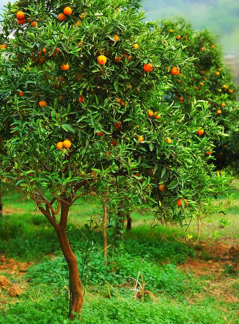 Mandarin Orange Tree (Citrus reticulata) ~ Mandarins oranges—in all their forms--are probably descended from wild oranges that grew in northeast India as long as 3,000 years ago. From India, Mandarin Tree, Types Of Shrubs, Growing Bamboo, Tattoo Plant, Tree Base, Beautiful Patios, Citrus Trees, Wild Orange, Deep Orange