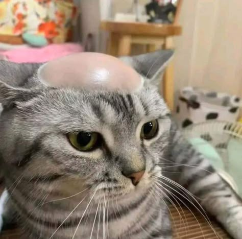 Bald Cat, Funny Looking Cats, Ugly Cat, Silly Cats Pictures, Cat Icon, 웃긴 사진, Cat Boarding, Silly Animals, Funny Cute Cats