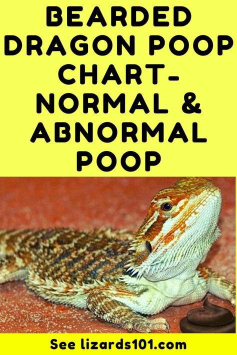 Discover a bearded dragon poop chart - normal vs. abnormal poop, what green, yellow, black, red poop means and more. #beardeddragonpoopchart #beardeddragonpoop #normalbeardeddragonpoop #beardeddragongreenpoop #beardeddragonblackpoop #beardeddragonredpoop Bearded Dragon Greens List, Bearded Dragon Food Chart, Diy Bearded Dragon Hammock, Bearded Dragon Clogged Pores, Bearded Dragon Growth Chart, How To Take Care Of A Bearded Dragon, Bearded Dragon Feeding Schedule, Bearded Dragon Enclosure Ideas, Bearded Dragon Food List