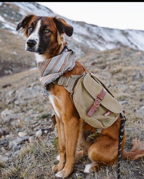 WOLF REPUBLIC (@wolf_republic) • Instagram photos and videos Easy Pets, Hiking Dogs, Dog Backpack, Bag Dispenser, Adventure Gear, Dog Gear, Bernese Mountain Dog, Mountain Dogs, Hiking Gear