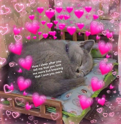 Good Night I Love You Meme, Good Night Boyfriend, Love Sleep Quotes, Wholesome Messages, Good Night Meme, Disney Love Stories, Love Quotes For Crush, Cat Text, Animal Captions