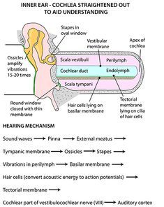 Auditory System Anatomy, Anatomy Of The Body, Ear Diagram, Audiology Student, Anatomy Head, Ear Anatomy, Speech And Hearing, Gross Anatomy, Hearing Health