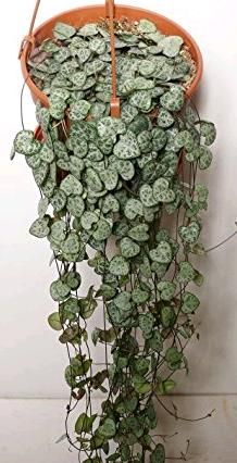 14 Cacti and Succulents that Hang or Trail | Succulent Plants and Care Ceropegia Woodii, String Of Hearts, Succulent Garden Diy, Hanging Succulents, Succulent Gardening, Variegated Plants, Plant Stand Indoor, Succulent Care, Succulent Terrarium