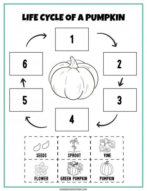 Pumpkin Life Cycle Kindergarten, Pumpkin Life Cycle Craft, Pumpkin Lesson Plans, Pumpkin Activities Preschool, Life Cycles Preschool, Life Cycle Of A Pumpkin, Pumpkin Lessons, Pumpkin Learning, Pumpkins Preschool