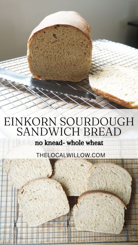 einkorn sourdough sandwich loaf sliced Einkorn Sourdough Discard Bread, Einkorn Sourdough Bread Recipe, Einkorn Sandwich Bread Recipe, Eikhorn Flour Sourdough, Whole Wheat Einkorn Bread, Einkorn Sourdough Sandwich Bread, Sourdough Einkorn Bread, Einkorn Discard Recipes, Sourdough Einkorn Recipes