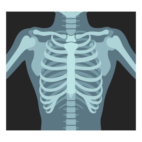 Human Skeleton, Skeleton Bones, Radiology, Lungs, Flat Color, X Ray, Cartoon Design, Design Element, Transparent Png