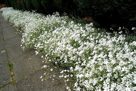 Snow in Summer 200 seeds Cerastium tomentosum by SmartSeeds Drought Resistant Landscaping, Front Yard Landscaping Diy, Snow In Summer, Drought Tolerant Landscape, White Plants, Moon Garden, Sandy Soil, Ground Cover Plants, Summer Plants