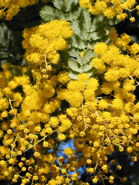 Acacia baileyana F.Muell. Bailey–se–wattel Yellow Honeysuckle, Acacia Flower, Clematis Paniculata, Acacia Baileyana, Acacia Dealbata, African Iris, Yellow Mimosa, Judas Tree, Persian Silk Tree