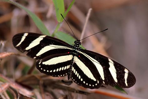 Heliconius charithonia - Wikipedia Zebra Longwing Butterfly, Zebra Tattoos, Zebra Butterfly, Owl Butterfly, Passion Vine, Most Beautiful Butterfly, Butterfly Family, Rainforest Animals, Unknown Facts