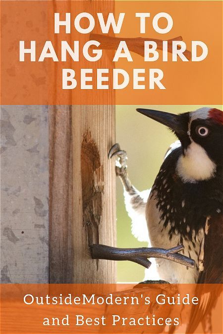 How to Hang a Bird Feeder Inexpensive Patio Furniture, Outside Playground, Inexpensive Patio, Bird Feeding, Bird Aviary, Bird Baths, Garden Area, Budget Patio, Outdoor Furniture Design