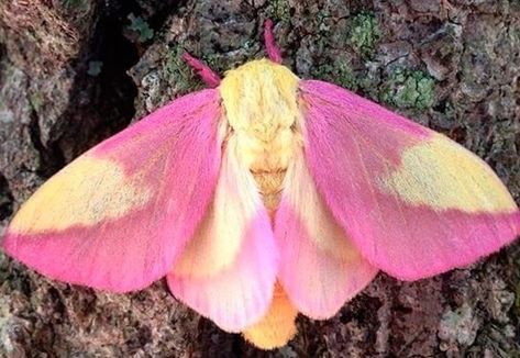 Florida Trees, Pink Moth, Rosy Maple Moth, Cute Moth, Butterfly Photo, Cool Bugs, Beautiful Bugs, Fluffy Animals, The Secret History