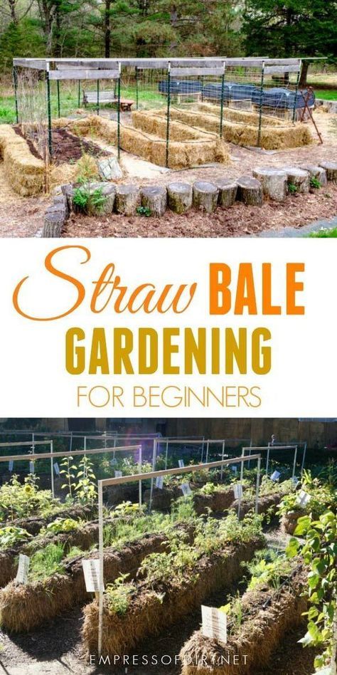 Strawbale Gardening, Straw Bale Gardening, Growing Tomatoes In Containers, Vertical Vegetable Garden, Vertical Herb Garden, Straw Bale, Straw Bales, Grow Vegetables, Organic Vegetable Garden