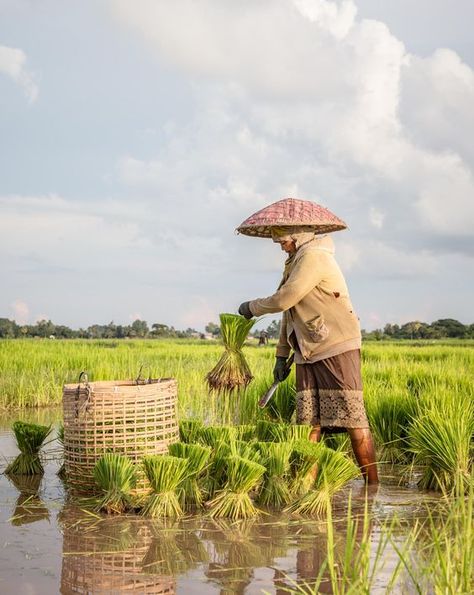 Rice farming in the green paddy fields, Laos Laos Country, Farmer Working, Field Drawing, Rice Farming, Farmer Painting, Agriculture Photography, Supernatural Cartoon, Rice Paddy, Rice Field