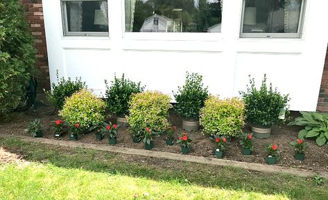 Boxwoods Front Of House, Front Of House Landscaping Simple, Boxwood Ideas Front Yards, Azaleas Front Yard, Alcove Landscaping Ideas, Square Garden Bed Design, Landscaping Around The House Foundation, Plants For In Front Of House, How To Arrange Plants In Landscape