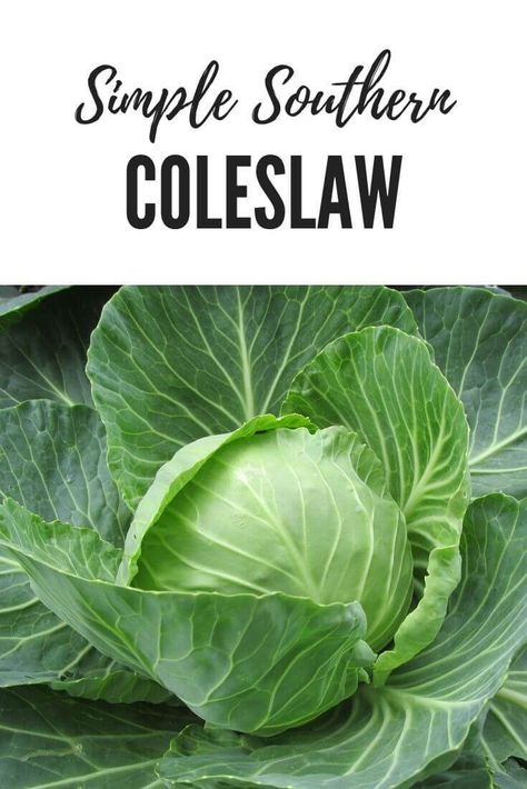 Southern Style Coleslaw Recipe (Not Sweet) Growing Cabbage, Cabbage Benefits, Cabbage Plant, Cabbage Juice, Cabbage Seeds, Shade Tolerant Plants, Brussels Sprout, Spaghetti Bolognese, Cabbage Leaves