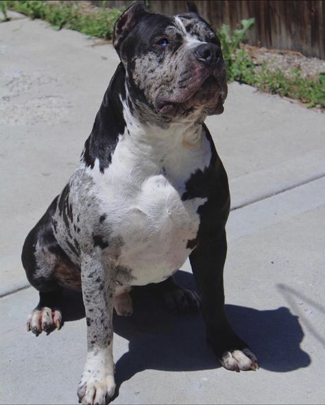 Health Issues in Merle & Why The Merle Coat Pattern Should Be Avoided in The American Bully | by BULLY KING Magazine | BULLY KING Magazine | Apr, 2022 | Medium Merle Dogs, Merle Bully, Merle Pitbull, Pitbull Dog Puppy, King Magazine, Pitbull Dog Breed, Bully Pitbull, Bully Breed, Bully Breeds Dogs