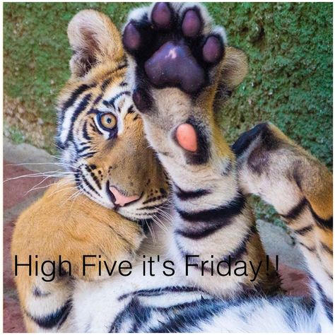 Friday Regnul Animal, Tiger Love, A Tiger, Sweet Animals, Animal Planet, Beautiful Cats, Big Cats, Crazy Cats, Wild Cats