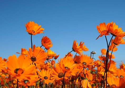 Namaqua Flower Skilpad Camp is set on a vibrant orange daisy carpet, typical of Namaqualand. Namaqualand Daisies, Namaqualand Flowers, Colourful Facade, Arid Landscape, Orange Daisy, Going On Holiday, Vibrant Orange, Beautiful Destinations, West Coast