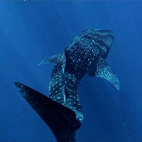 Whale Sharks, Whale Shark, In The Ocean, Sharks, The Ocean, Swimming