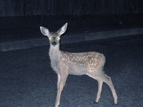 Southern Gothic, Diane Kruger, A Deer, Oh Deer, Ap Art, Baby Deer, Social Media Strategies, Dark Aesthetic, Drawing Reference