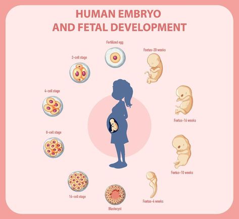 Human embryonic development in human infographic Embryonic Development, Human Embryo, Fetal Development, Human Development, Design Patterns, Pattern Drawing, Pattern Design, Vector Free, Vector Images