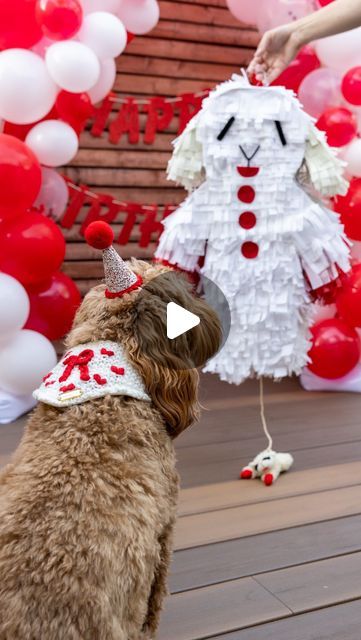 Ruby & Melanie Rigden | Dog-friendly Travel on Instagram: "Finally sharing Ruby’s Lamb Chop birthday surprise! Watch until the end because it did not go at all like I thought it would 🤭🐑❤️  Party hat: @thebarkdayplanner  Bandana: @puploveco_  Piñata: @michaelsstores  Cake: @thepawpawcake & @multipetinternational  Decor: @amazon (and yes we moved the balloon arch outside and it held up perfectly)   #rubyandlambies #lambchoptoy #dogbirthday" Lamb Chop Birthday Party, Dog Pinata, Pinata For Dogs, Dog Birthday Balloon Garland, Diy Dog Party Hat, Birthday Party Hats For Dogs, Dogs With Party Hats, Dog Birthday Hat, Dog Birthday Party