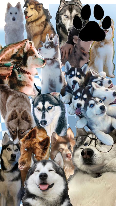 Husky Wallpaper, Husky, Profile Picture, Dogs