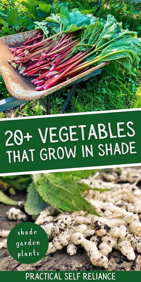 What Grows In Shade, Shade Food Garden, Perennial Vegetable Garden Ideas, Edible Shade Garden, Shade Fruit Plants, Edible House Plants, Shaded Vegetable Garden, Perennial Food Garden, Shade Loving Vegetable Garden