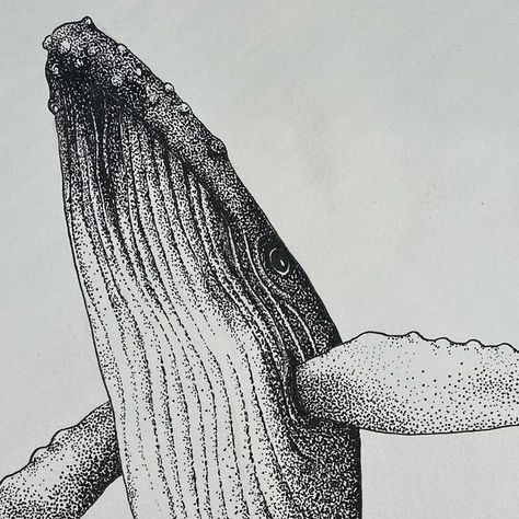 L i s s y M a r s h on Instagram: "Anyone need a whaley big hug? 🐋 #humpbackwhale #whaleart #underwaterart #penandink #dotwork #stippling #monochrome #handdrawnart #lotsofdots #dotty #whaledrawing #whaleillustration" Whale Stippling Art, Stippling Drawing, Whale Drawing, Whale Illustration, Stippling Art, Underwater Art, Marine Art, Whale Art, Whale Print