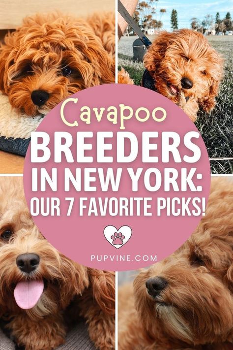 Cavapoo Breeders, Cavapoo Puppies, Poodle Mix, Dog Breeder, Animal Care, Rochester Ny, Cavalier King Charles Spaniel, Cavalier King Charles, Dog Stuff