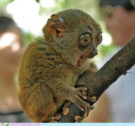 Creepicute: Tarsier is Shocked! - Daily Squee - Cute Animals - Cute Baby Animals - Cute Animal Pictures - Animal Gifs - GIF Animals Night Monkey, Magical Pets, African Animals Photography, Funny Wild Animals, Lil Boat, Wild Animals Videos, Cute Wildlife, Small Mammals, Chelsea Handler