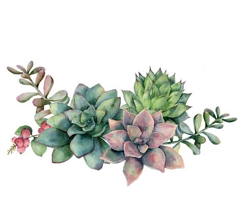 Bouquet With Berries, Succulent Tattoo, Succulents Illustration, Flowers Branch, Succulents Drawing, Green And Violet, Elements For Design, Illustration Botanical, Green Bouquet