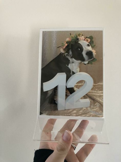 Photographed My Dogs For My DIY Table Numbers Dog Table Numbers, Diy Wedding Tips, Beach Wedding Table Numbers, Wedding Tips And Tricks, Wedding Party Dress Guest, 1000 Paper Cranes, Wedding Reception Tables Centerpieces, Table Numbers Wedding Diy, Reception Table Centerpieces