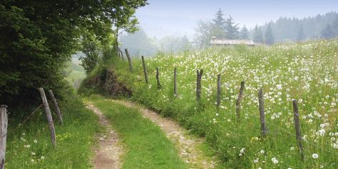 A Simple Life, Atmospheric Phenomenon, Cottagecore Aesthetic, Rural Area, Nature Aesthetic, Green Aesthetic, Simple Life, Country Living, Fresh Air