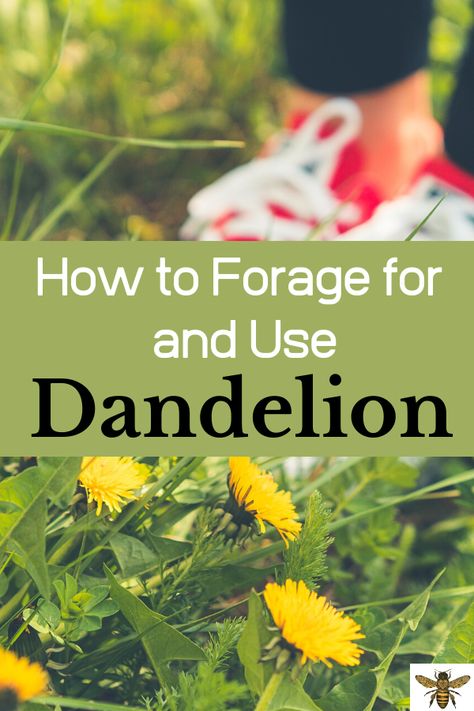 Dandelion Uses, Wild Food Foraging, Dandelion Tea, The Dandelion, Dandelion Root, Dandelion Recipes, Dandelion Flower, Wild Edibles, The Homestead