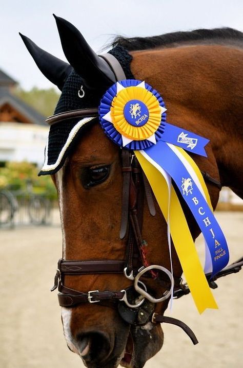 Horse Ribbons, Different Horse Breeds, Most Beautiful Horses, Chestnut Horse, Brown Horse, Horse Equestrian, Equestrian Life, Equine Photography, Horse Life