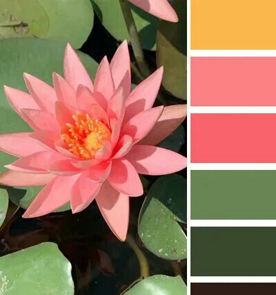 Lotus Colour Palette, Lotus Flower Color Palette, Lotus Color Palette, Nature Inspired Makeup, Tropical Color Palette, Lotus Flower Colors, Colour Catalogue, Floral Color Palette, Brand Colour Palette