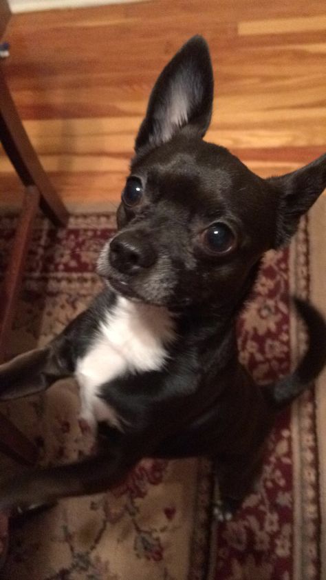 Chihuahuas know how to beg!!!! Black Chihuahua Puppies, Black Chihuahua Art, Small Black Chihuahua, Chihuahua Black And White, Black Chihuahua, Black Tan Chihuahua, Black Deer, Brown And White Chihuahua, Cute Small Dogs